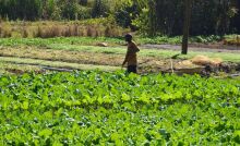 Investimentos da Prefeitura fortalecem a agricultura familiar em Suzano