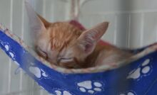 Meio Ambiente promove nova edição do 'Baby, me Leva!' no Suzano Shopping