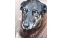 Caso Orelha: polícia pede internação de adolescente envolvido no crime