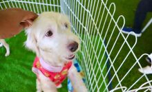 'Baby, Me Leva!' possibilita 11 adoções de cães e gatos no último domingo