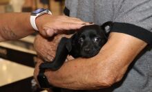 Meio Ambiente viabiliza adoção de 144 cães e gatos pelo 'Baby, me Leva!' neste ano