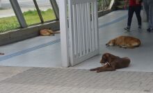 Estação tem cães comunitários e impasse sobre responsabilidade