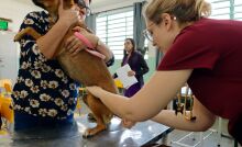 Mutirão de castração atende 148 animais na Vila Sol Nascente