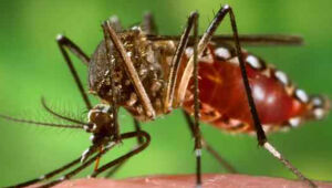 Alto Tietê registra mais três mortes por dengue nesta quinta 