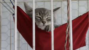 Mordida ou arranhão de gato: o que fazer se sofrer um ataque?