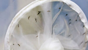 Brasil tem 391 mortes por dengue
