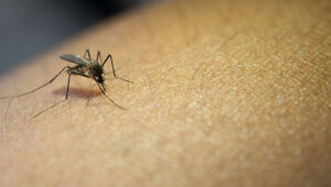Casos de dengue na região crescem 4,5% em três dias e chegam a 2,7 mil