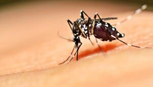 Estado de São Paulo decreta emergência para dengue

