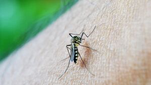 Argentina enfrenta risco crescente de epidemia de dengue
