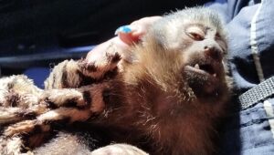 GCM de Ferraz resgata macaco atropelado na Jânio Quadros