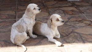 Grupamento Ambiental resgata seis cães em situação de maus-tratos na Vila Amorim