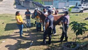 Meio Ambiente resgata cavalos vítimas de maus-tratos