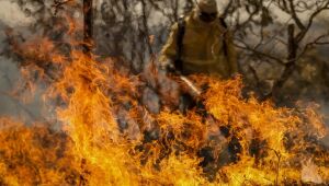 Entenda as linhas de investigação dos incêndios florestais no país