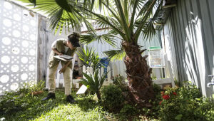 Prevenção de dengue deve ir além de mensagens sobre hábitos e cuidados
