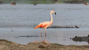 Biólogos flagram Flamingo-Chileno em várzea do Tietê em Suzano