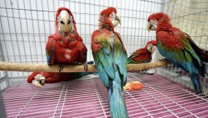 Centro de recuperação de animais silvestres em SP recebe 163 aves resgatadas do tráfico; Alto Tietê 