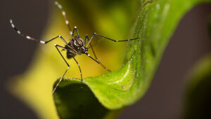 Governo de SP promove semana de mobilização contra a dengue
