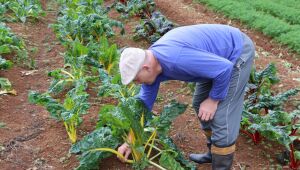 Atenção ao produtor e pioneirismo marcam agricultura, avalia Prefeitura