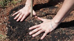 Primeiro mutirão do projeto 'Árvore FamiliAR' resulta em 60 mudas plantadas