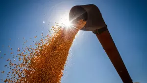 Brasil poderá ter novo recorde na produção de grãos na safra 2024/2025