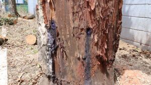 Suzano confirma envenenamento e morte de árvores na Vila Figueira