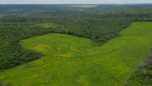 BNDES aprova R$ 250 mi para a Suzano restaurar 24 mil hectares de Cerrado