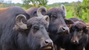 Búfalos resgatados no Rio Pinheiros permanecem em haras de Suzano há 20 dias