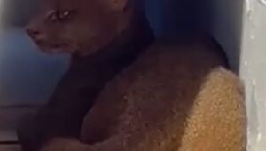 CCZ é acionado para capturar gato-mourisco avistado no bairro Taboão