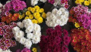 Floriculturas de Suzano registram aumento de 26,6% nas vendas antes do Dia de Finados