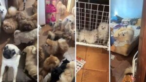 PM resgata mais de 70 cães em situação de maus-tratos em Arujá