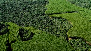 Cidades têm, em média, 16,9% de Mata Atlântica original preservada