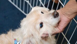 Meio Ambiente promove nova edição presencial do projeto 'Baby, me Leva!' neste domingo