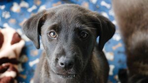 'Baby, me Leva!' promove 25 adoções de cães e gatos durante evento presencial