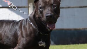 Secretaria de Meio Ambiente resgata cachorros vítimas de maus-tratos