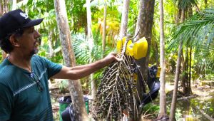 Alto Tietê é destaque na COP30 com projeto de colheita mecanizada