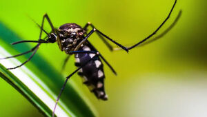 Alto Tietê registra 1ª morte por dengue em 2025; vacina é oferecida