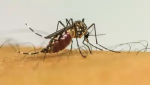 Arujá reforça ações de combate ao Aedes Aegypti e participa de mobilização estadual contra a dengue