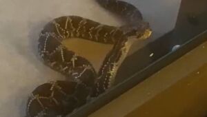 Filhote de cascavel é encontrado dentro de condomínio em Mogi