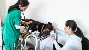 Ferraz reforça atendimento gratuito a animais realizado na clínica veterinária municipal