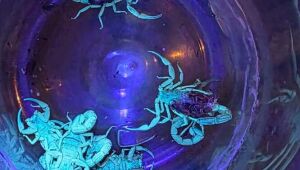 Escorpiões são capturados em ação do Centro de Controle de Zoonoses de Mogi