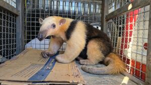 Tamanduá-mirim é resgatado após atropelamento e devolvido à natureza pelo CCZ de Mogi
