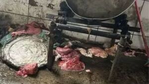 Frigorífico clandestino com animais vivos e mortos é fechado em Mogi