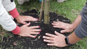 Meio Ambiente realiza &uacute;ltimo plantio do projeto '&Aacute;rvore FamiliAr' do ano