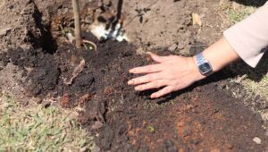 Meio Ambiente promove plantio de 30 mudas de ipês pelo 'Árvore FamiliAR'