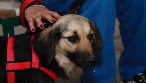 Meio Ambiente convoca para castração de pets e reforça pedido para tutores comparecerem