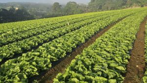 Condemat abre inscrições para capacitar agricultores da região