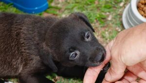 Meio Ambiente promove plantio de 1,86 mil mudas e ado&ccedil;&atilde;o de 500 pets em 2025