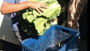 Comunidade Kolping realiza horta comunitária em comemoração de 35 anos de atuação

