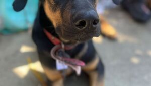 Mutirão de castração em Ferraz beneficia mais de 230 cães e gatos 