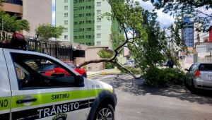 Rajadas de vento derrubam árvores em Suzano e região